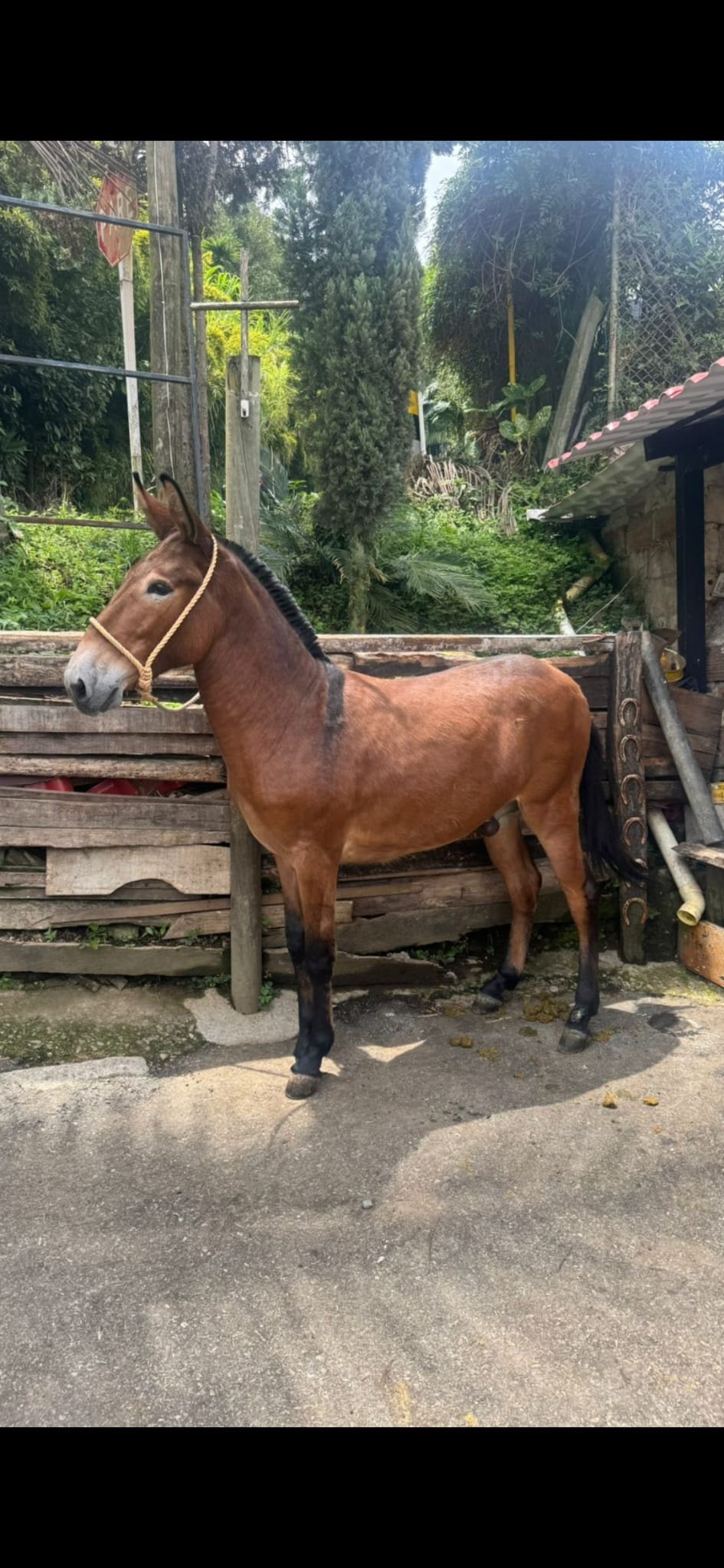 Mulares de la línea de Garoto de Sima