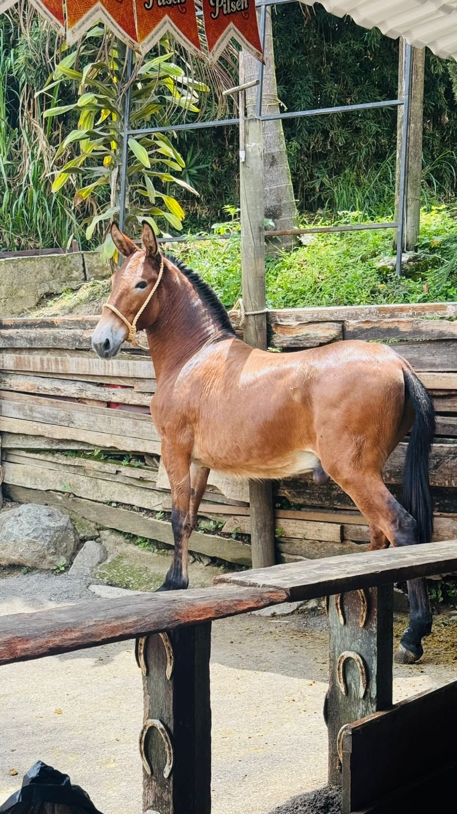 Mulares de Garoto de Sima · Fotografía 02