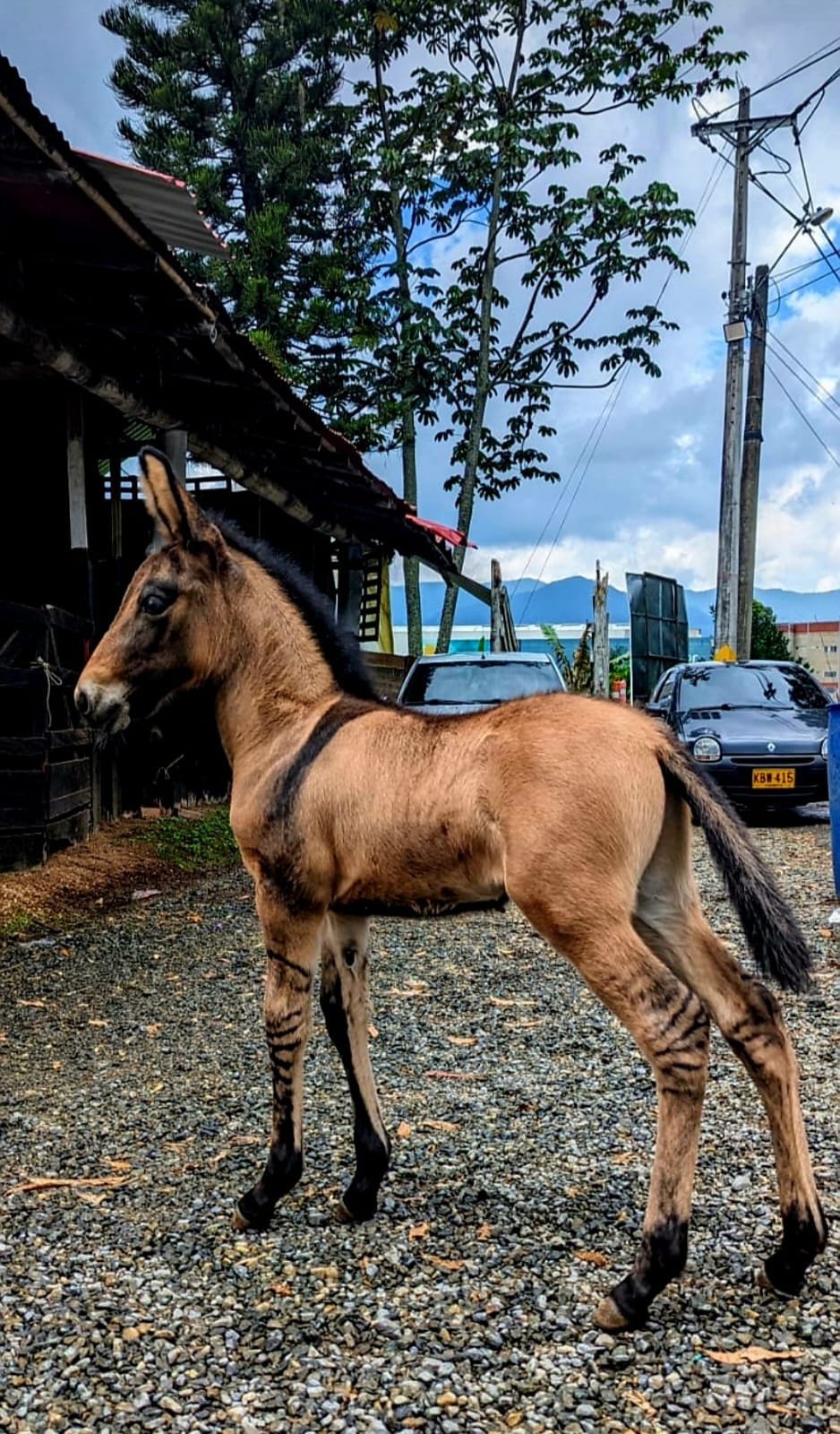 Mulares de Garoto de Sima · Fotografía 03