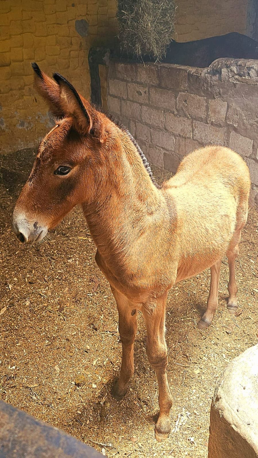 Mulares de Garoto de Sima · Fotografía 05