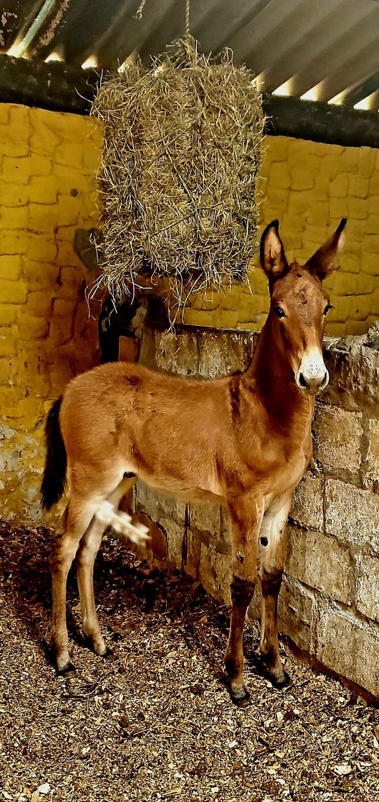 Mulares de Garoto de Sima · Fotografía 06