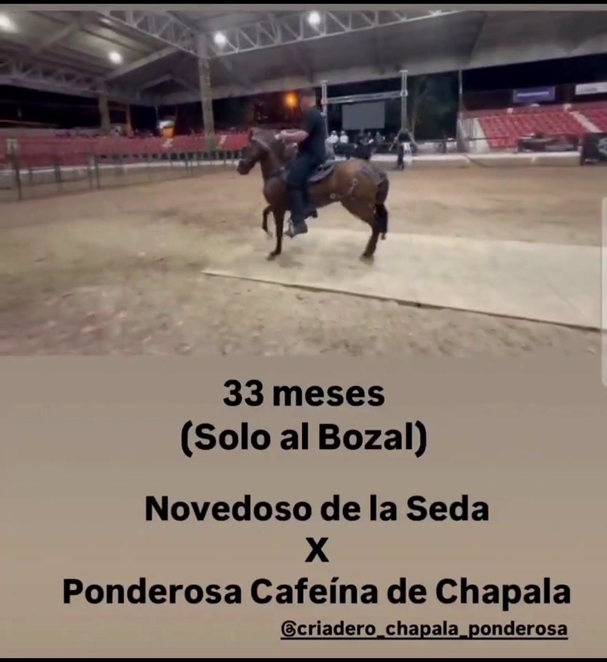 Potro de Novedoso de la Seda · Descendencia de Novedoso de la Seda