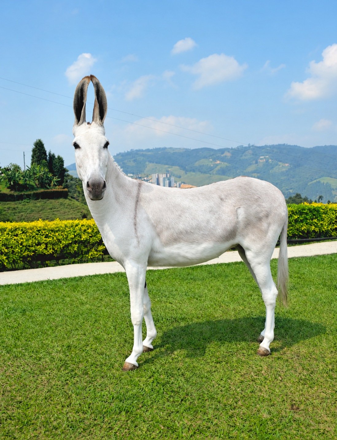 Full-length portrait of Felina on green grass, with her ears and hooves fully visible against a mountain landscape