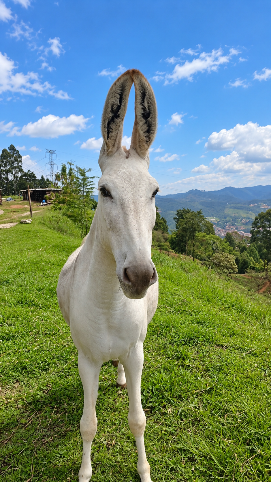 Front-facing portrait of Felina, with her prominent ears and mountains in the background