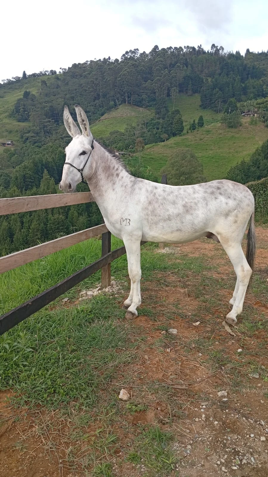 Garoto de Sima, reproductor Pêga brasileño, de cuerpo completo