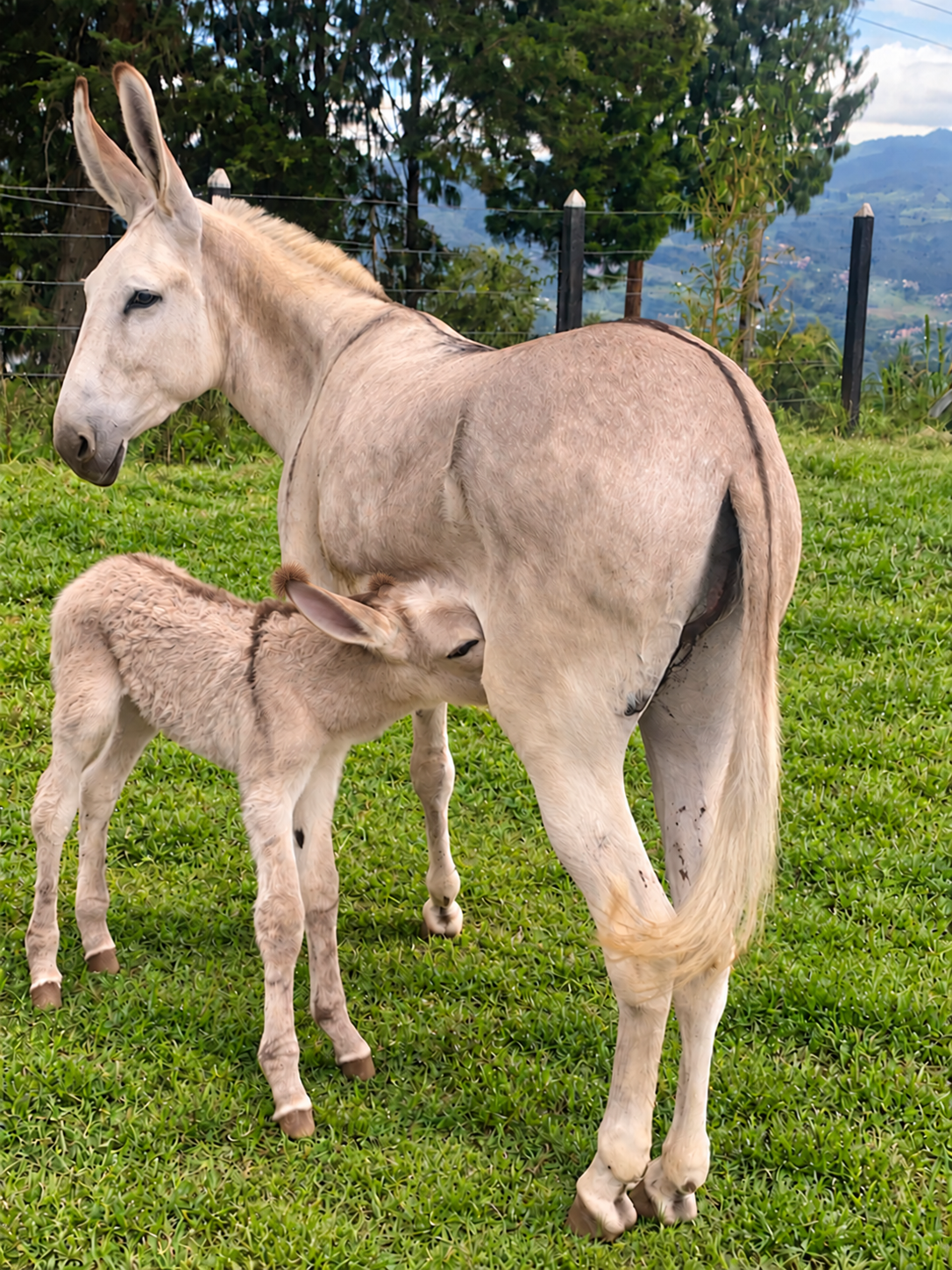 Felina nurses her foal Legado de Sima in a green meadow