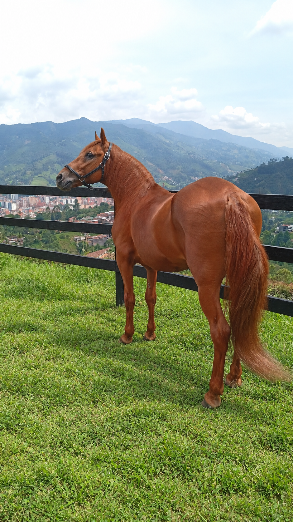 Novedoso de la Seda, caballo alazán de paso fino colombiano, de cuerpo completo