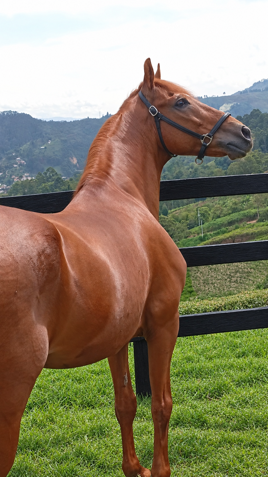 Novedoso de la Seda, caballo de paso fino colombiano