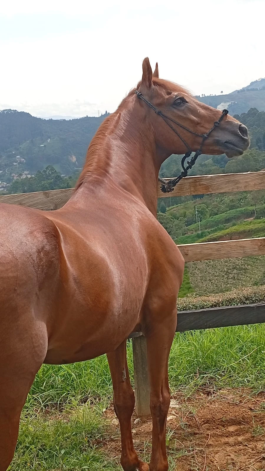 Novedoso de la Seda, reproductor de paso fino colombiano de Criadero Sima